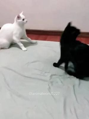 Black cat behavior🤣🤣#cat #cats #cutecat #foryou #foryoupage #funny #fypツ #funnyvideos #funnyvideo #catsoftiktok #catlover #funnycat #funnytiktok #funnyanimal 