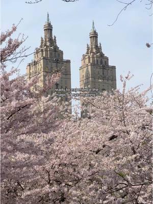 3 month countdown. #nyc #spring #cherryblossoms #nyccherryblossoms #centralpark #brooklynbotanicgarden #thingstodoinnyc #nycbucketlist 