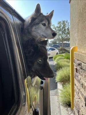 They said what they said!!! - #huskyhowl #huskytalk #talkingdog #huskyreels #funnyhusky #cutedogreels #dogattitude #agoutihusky #gsdhusky 