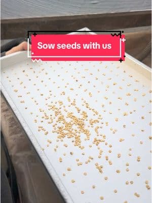 Using our favorite vacuum seeder to sow seed for transplants that will be shipped to your gardens this spring! We have 3 plates for our seeder, so we can either plant the entire 288-cell tray with one variety or divide it into sections of up to 3 different varieties. Covering the seeds with vermiculite will help maintain even moisture during germination and prevent the soil from crusting over. 💚🌱 #territorialseedcompany #sowingseeds #seeds #homegarden #seedstarting 