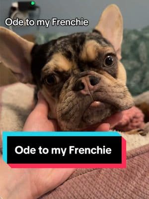 Ode to my dog, Olive. #fyp #foryou #ode #olivethefrenchie #lifewitholive #frenchbulldog #frenchiesoftiktok #sleepydog #frenchie #frenchiepuppy #yooperolive #cutenessoverloaded 