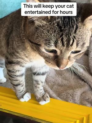 “One tap and this ball starts rolling, and my cat’s hooked! 😂🐾 He’s literally obsessed with the wiggling tail. Best toy ever! #CatSoftTikTok #CatsOfTikTok #InteractiveToys #CatFun 