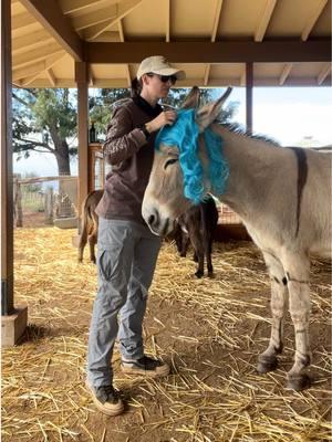 Replying to @nobody123 She definitely did not have any objections! Donkey loves her wigs 🤗🤭 #farm #farmtok #farmlife #farmanimals #donkey #donkeysoftiktok 