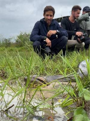 Anaconda, agua y canción 🇻🇪🐍 Inolvidable el momento en el que conseguimos la legendaria anaconda!  #venezuela #🇻🇪 #anaconda #serpiente #vida #nature #wildlife #venezolanos 