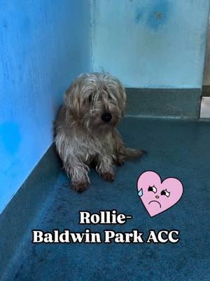 🥺 Rollie-#A5676445 🥺 is a 2yr old Yorkie mix that was brought in with his GF due to the owner moving. He’s pretty overwhelmed here and it does take time to make friends. We’re hoping for a rescue to help this little man out. PLEASE SHARE TO GET HIM SAVED🥺🙏🚨 ➡️WALK IN HOURS⬅️        Mon-Sat  11-5 ❤️ Location: Baldwin Park Shelter  4275 North Elton Street Baldwin Park, CA 91706 24-hr Call Center: (626) 962-3577  (Hit 5, 2, 2) Shelter Staff: ⭐️Thomas⭐️ tkalinowski@animalcare.lacounty.gov Rescue Coordinator Alma Aldana AGandara@animalcare.lacounty.gov Sgt. Brenda Leanos Bleanos@animalcare.lacounty.gov Sgt. Alexander Mota Amota@animalcare.lacounty.gov #losangeles #rescue #adoptdontshop #adopt #foster #fosteringsaveslives #shelterdog #baldwinparkshelter #savingbaldwinparkshelterdogs #rescuedog #rescueme #tiktok #explore #explorepage #Love #family #volunteer #bethechange #giveback #dog #yorkie #yorkielove   #adoptdontshop #fosteringsaveslives #shelterdog #dog #seenequalssaved #littledog #yorkies #yorkiesofinstagram 