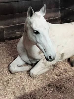 Sweet sleepy Soudji resting after her long trip. #akhalteke #prevailequestrian 