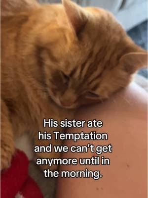 She took it right from under him. #sad #sadkitty #sadness #temptations #cats #fatcats 