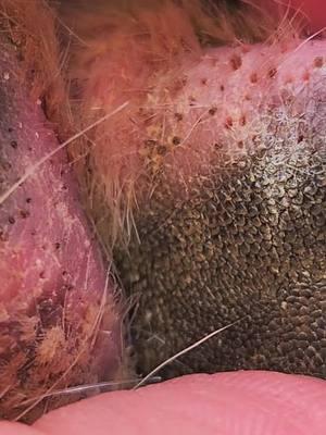 Repost #impactedhairfollicles #ingrownhair #ingrowntoenail #impactedhair #doghair #doghairsplinter #addicting #ingrowntoenail #hairsplinter #greatdane #pimple #onlypaws #dogsoftiktok #gross #hair #doghair 