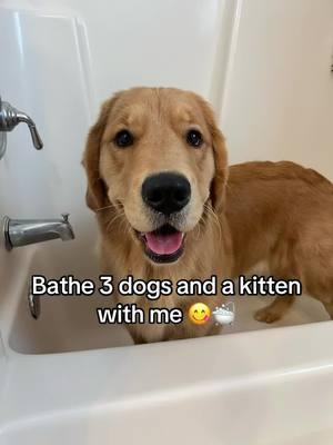 Scrubba dub dub #trending #goldenretriever #dogsoftiktok #PetsOfTikTok #fyp #viral #puppiesoftiktok #dogbath #catsinwater #catbath #targetaudience 