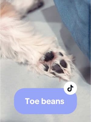 Toe beans #toebeans #fritofeet #dogsoftiktok #sleepypuppy #sleepydog #puppynap #cutedogs #dogfeet #fyp #dogpaws #paws 