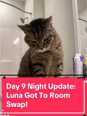 Day 9 night update: Luna got to successfully room swap! She didn’t hiss or growl at all! 🥹 I’m such a proud cat mom of both of them! 😭🩷 #catdistributionsystem #catdistributionsystemoftiktok #update #catsoftiktok #adoptdontshop🐾 #emotionalsupportanimal #emotionalsupportcat #emotionalsupportcats #catmom #audhdcatmom #cattok #introducingcats #roomswap #blanketswap 