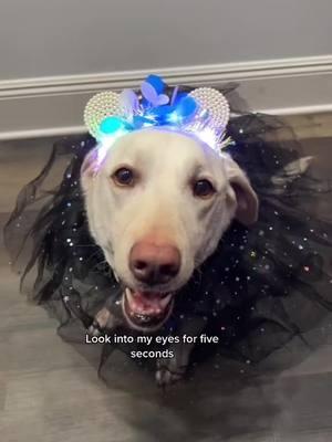 being basic!!!! #rileythelab #dogsontiktok #crown #crown #trending #rosé_are_rosie #pinkdog #brunomars #apt #viral #fyp #reddog #petsontiktok #cutedoggie #birthday #bluedog #apt 