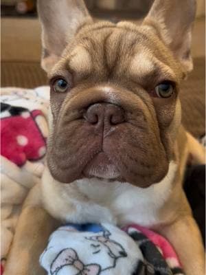 Cutest ever 😍 #frenchiesoftiktok #frenchietok #frenchietime #frenchiepuppy #frenchies #frenchielove #frenchiebaby #frenchie #frenchielife #frenchbulldogs #frenchbulldogpuppy #frenchbulldogsoftiktok #frenchbulldogs4life #frenchbulldoglife #frenchbulldogworld #frenchiebabyy #frenchbull #frenchbully #frenchy #bulldog #bulldogsoftiktok #PetsOfTikTok #dogsoftiktok #bullysofttiktok #ilovemyfrenchie #napavalley #frenchbulldogsofig #instafrenchie #frenchiegram #fypage #fyp #viralvideo  