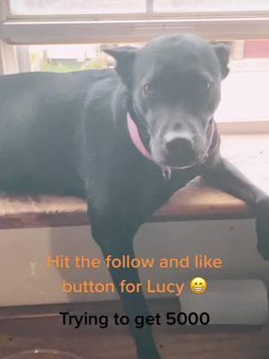 #CapCut #follow #us #please #tiktokpartner #viralvideo #viralvideo #makelucyfamous #westvirginia #dogsarebetterthanhumans #LuCYandLoKI