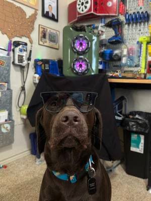 He just be vibin in the shop with his dad 🐶💤🔊 #SmallBusiness #fettywap #rockenradios #shopspeaker #dogtok #labrador #bluetooth #puppytiktok #sleepingdog #audio #bluetooth #foryoupage 