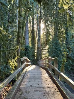 A place where I feel at home  Magical trails of the Olympic National Park 🌲✨ #Hiking #nature #forest #pnw 