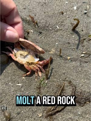 Crab molt or dead crab? The sniff test works best if you don’t want to touch. If it opens up, it’s just a molt. #crab #crabtok #marinebiology #salishsea #lowtide #intertidal 