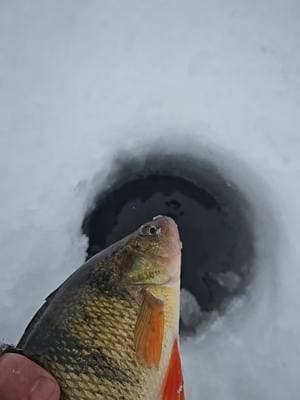 @Striker #icefish#fishtok#icetok#striker#jawjacker#hardwater#michigan#UP#fins#perch#teeterpig#walleye#footballs#gold#veteransoftiktok #fyp 