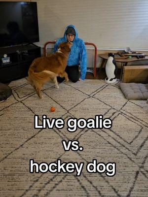 He REALLY wanted to play hockey after dinner so I made Nick play live goalie 😆 #hockeydog #hockeydogs #amazingdog #darrelthedoge 