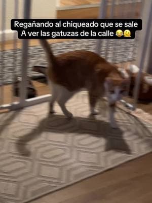 Le valio madre la regañada 😂 lo bailado quien se lo quita 🫠 #fyp#gatosdetiktok#gatitos#michis#parati#fypシ#mexicotiktok#mamadegato 