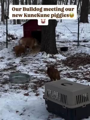 #pig #piglet #pigs #cutepigs#cute#cuteanimals#animals#farm#farmanimals#babyanimals#piggy#pigsoftiktok #repost #funny#hilarious#cute#adorable#adorablepets#pet#petpig#foryou#fyp#trending#tiktok#PetsOfTikTok #family#cool#funny#relaxing#bestofpigs#pig#Love#happy#joy#cuteness#cutenessoverloaded #babypig#babypigs 