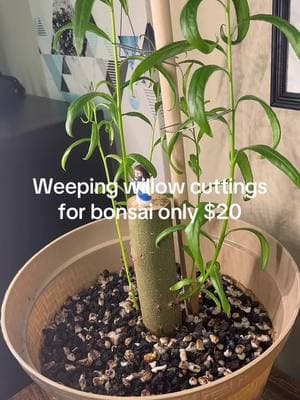 #weepingwillow #bonsai #hobbies 