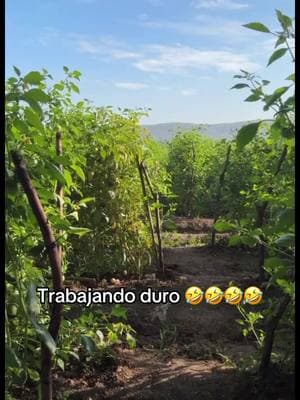 #unratoagradablevictorysupapa #victorysupapa #rancho #trabajando #guerrero #cocecha 