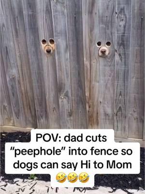 Too cute!!🐶🐾🤣 . . #toocute #hiddenmickey #dogsoftiktok #dogs #doglover #dogmom #funnydogs #funny #fyp #fypシ 