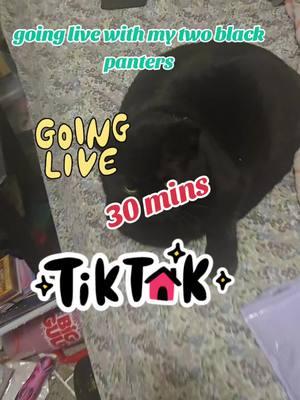 #myfurbabys #blackcatsoftiktok #catsoftiktok #b00kitty1987 #goinglivesoon #comehangout 