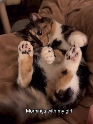 The best way to spend any morning! Snicks toebeans are so cute 🐾🩷🖤 #Snickersthesmilingcat #toebeans #smilingcat #fyp #foryou #rescuecat #happycat #cutecat #catsoftiktok #playtime #cats 