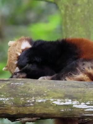 Red panda  #redpanda #redpandas #fyp #cute #adorable 