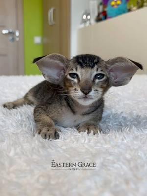 Сонное царство🦇)))) #eastern_grace_cattery #catlover #cats #catsoftiktok #oriental #cat #pet #pets #PetsOfTikTok #cute #cutebaby #kittensoftiktok #kitten #meowdance #meow #cutecat #dogs #рекомендации #хочуврек #animals #katzen #kedi #gatos #amazing #neko #dog #chihuahua