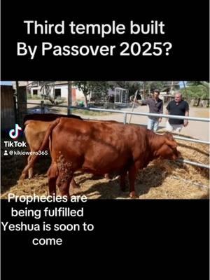 #thirdtemple #knowledge #redheifers 