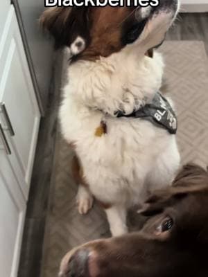 The crew is sampling blackberries today. #blackberry #blackberries #fruit #newfies #saintbernard #greatpyrenees #rescuedogs #adopteddogs #giantdogs #blinddog #blindpuppy #sightimpaired #blind #snackcrew 