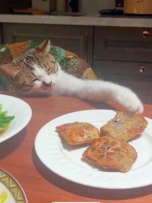 Food.#cats #cutecats #foryou #funnytiktok #funnyvideos #usa #funnyanimals #fypシ #cute #funnycat #catlover #funnypets #viral #funny 