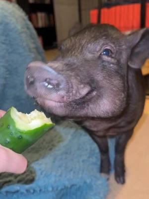 Dreamin of cucumbers 🥒🐷 #pigtubewithchucky #pig #pigs #piggy #minipig #minipigs #minipigsoftiktok #pigtok #pigsoftiktok #petpigs #indoorpig #petpig #pet #pets #PetsOfTikTok #animal #animals #animalsoftiktok #cute #fun #asmr #asmrsounds #asmrsounds #asmrvideo #asmrtiktoks #asmrfood #fyp #foryoupage #foodies 