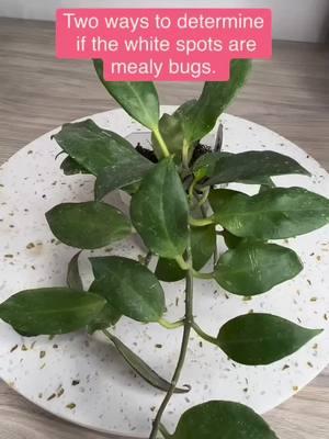 If you have mealy bugs, the quickest and most effective way to eradicate them is with Perfect Plantista! I had thrown away plants before- that no matter what I did, they would come back. When my Hoyas started getting them I used Perfect plantista and no issues since then!  #mealybugs #pestprevention #hoya #pestid #canigetahoya #houseplants 