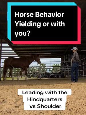 Horse Leading . Watch previous video for arrival assessment. #alternativehorsemanship #horsebehavior #horse 