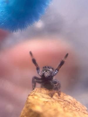 #astridjumpingspider came to say #goodmorning and get herself a drink. She is such a sweetheart #jumpingspider #regaljumpingspider #spider #phiddipusregius #spidertok #spooder #jumpingspideroftiktok 