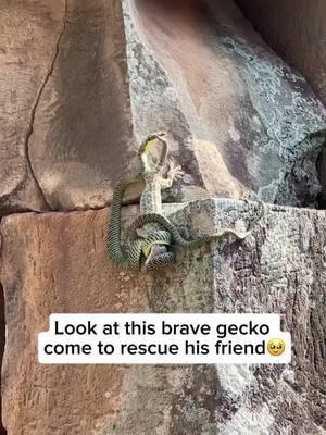 A brave little gecko comes to the rescue, saving its reptile friend from becoming a snake’s next meal in Cambodia! 🦎🐍 Teamwork makes the dream work, even in the animal kingdom! @New York Post | News  #EvergladesHolidayPark #WildlifeRescue #NatureIsAmazing #ReptileLove #GeckoHero