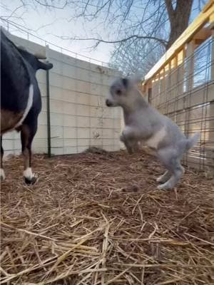 Flashback from 4 years ago! Baby Thumper was always hopping around everywhere he went! I even catch him out there hopping around still sometimes! 😂😂😂 ❤️ him!  #farmlifebestlife #farmlife #goatlover #goatfarm #goatlove #goats #goat #goatsofinstagram #goatlife #farmanimals 