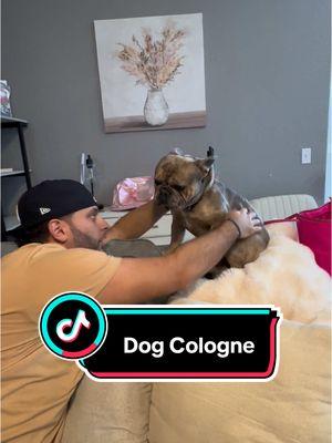 This is some of the best selling dog cologne! My pup smells just like a sugar cookie! #dogcologne #dogperfume #dogsoftiktok #doglover #doggy #doggydaycare #dogmom #dogtok #dogsvideo #frenchie #frenchiepuppy #frenchbulldog #treasurefinds #spotlightfinds #ttsdelight #giftguide #ttsdelightnow #newyearnewaura #tiktokshopcreatorpicks #tiktokshopjumpstart #mademyyear #ttslevelup #tiktokshoploveatfirstfind 