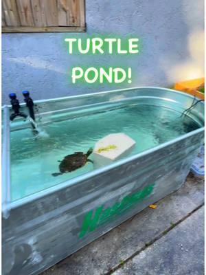 266 Gallon Turtle Pond!🐢 #diamondbackterrapin #belizeslider #turtle #turtlepond #reptile #animals #DIY #tutorial #fyp