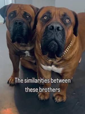 Welcome new followers! 💗🐾💗🐾 . . #boerboels #boerboelsoftiktok #maximusandmorpheus #dogs #dogsoftiktok #dogsofttiktok #dogsoftiktokviral #dogtok #littermates #littermatesforlife #twinning #brothers #ourpack #dogvideos #dogvideosoftiktok #dogreels #dogcontent #doglover #doglovers #dogloversoftiktok  #bigdogsoftiktok #bigdogs #bigdoglove #viraldogs #twoisbetterthanone #dogsarelife #doginfluencer  #animallovers 