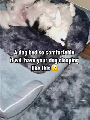 My dogs love this XL Dog bed @Yirukapets #yirukadogbed #dogbed #bedsfordogs #dogbeds #comfortabledog #sleepingdog #cutedog #bordercolliesoftiktok #bordercollies #doglover #dogparents 