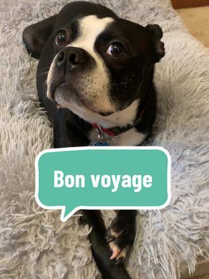 😩 bon voyage 👋🏻 Eddie #bessietheboston #eddietheboston #winnietheboston #dogsoftiktok #btbrigade 