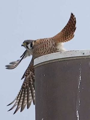 Beautiful female Kestrel busy hunting. . . . #kestrel #americankestrel #birdsofprey 