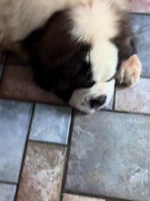 #brodiethesaint #dog #saintbernard #puppies #stbernard #dogs 