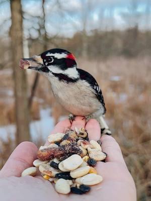 #fyp #michigan #puremichigan #birdwhisperer #nature #greatoutdoors #wildlife #birdtok #wildbird #birdfeeder #birds #birdwatching #birdsoftiktok #bird