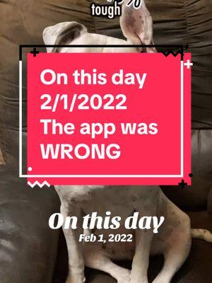 #onthisday 🤣🤣🤣 couldn’t be more wrong #dixiejeauxbelle #dogsoftiktok 